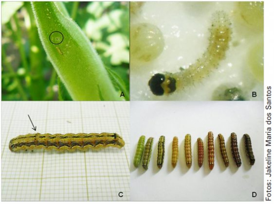 Lagartas Do Milho Como Identificar As Principais E Fazer O Manejo