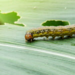 capa-spodoptera