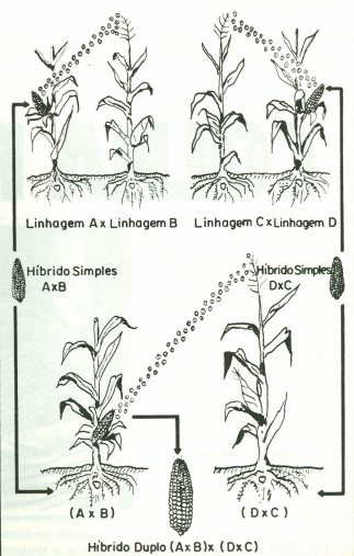 Melhoramento Genético Do Milho, PDF, Milho