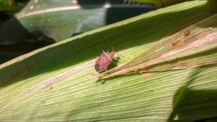 capa-percevejo-barriga-verde