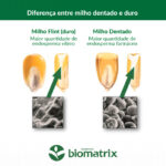 milho-dentado
