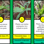percevejo-barriga-verde-06