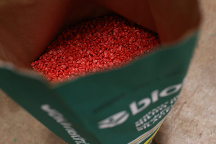 Beneficiamento de sementes de milho: veja todas as etapas e importância beneficiamento