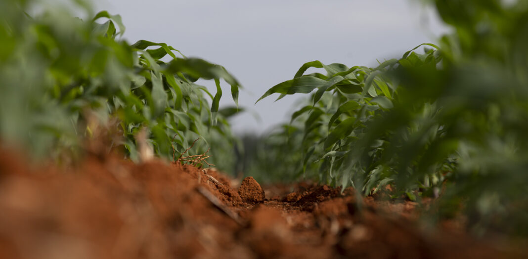 Quantidade De Adubo Por Hectare Para Milho