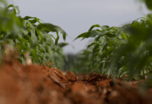 Adubo para milho: entenda como obter maior eficiência