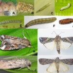 1-spodoptera-frugiperda