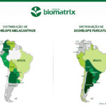 distribuicao-dichelops