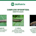 spodoptera_frugiperda