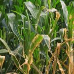 Have disease of maize leaves