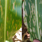 Cercosporiose
