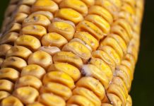 Grãos ardidos em milho: manejo efetivo e sem prejuízos grãos-ardidos