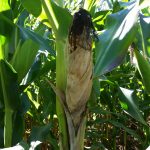 diplodia