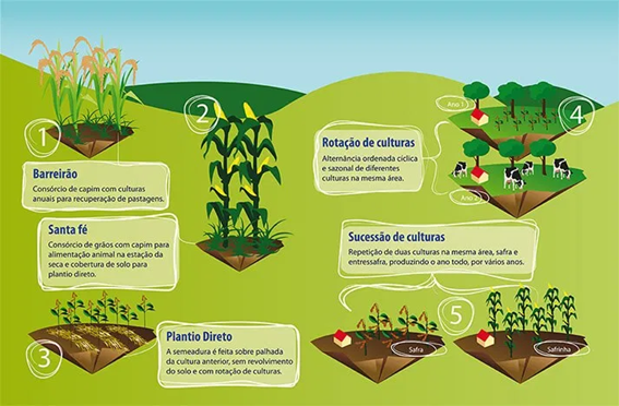 PDF) Época de semeadura de braquiárias em consórcio com sorgo