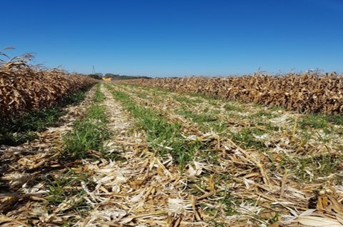 PDF) Época de semeadura de braquiárias em consórcio com sorgo