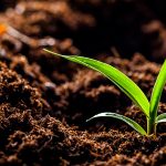 capa-blog-como-plantar-milho
