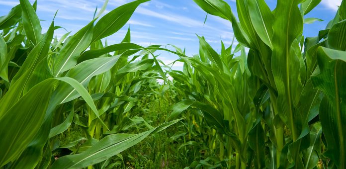 PDF) Época de semeadura de braquiárias em consórcio com sorgo