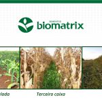 consorcio-milho-brachiaria-espacamento