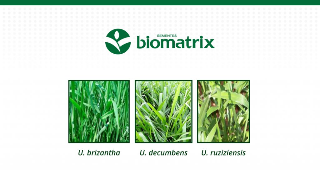 PDF) Época de semeadura de braquiárias em consórcio com sorgo