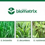 consorcio-milho-brachiaria-recomendada