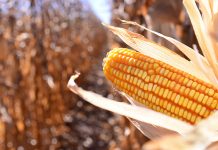 Híbridos para safrinha: características para fazer a melhor escolha