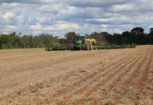 Plantio de milho safrinha: conceitos, época de semeadura e ciclo