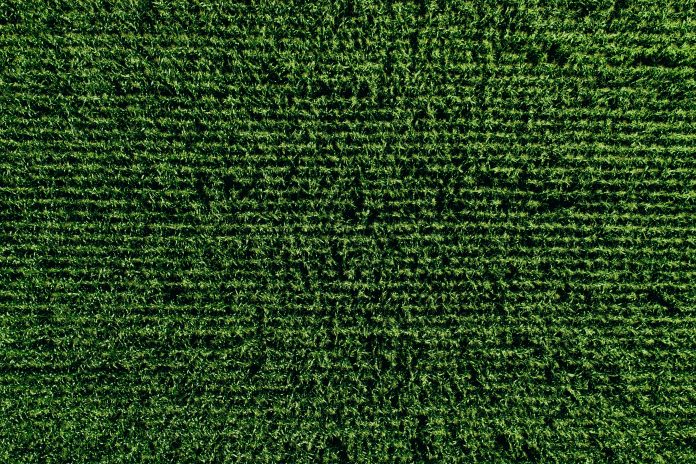 Aerial view of green rows corn field in summer.