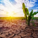 Young corn growing in dry environment