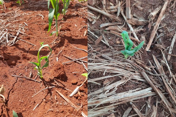 Manejo de plantas daninhas em sorgo: Dual Gold e outras ferramentas