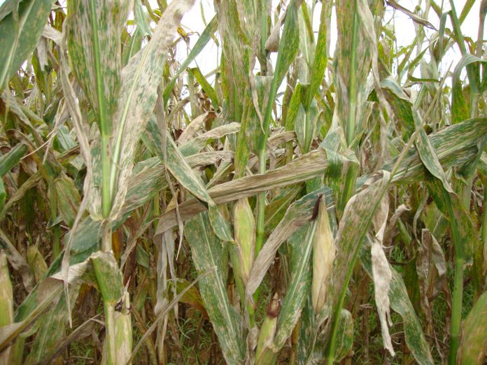 Cercospora-capa