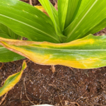 1-deficiencia-potassio-no-milho