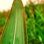 capa-deficiencia-potassio-milho