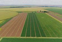 Milho superprecoce: benefícios e cuidados no seu cultivo