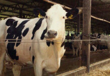 Silagem de milho: quantidade ideal por dia e outras informações