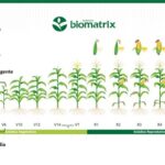 2-herbicidas-para-milho-1