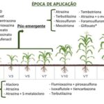 2-herbicidas-para-milho-2