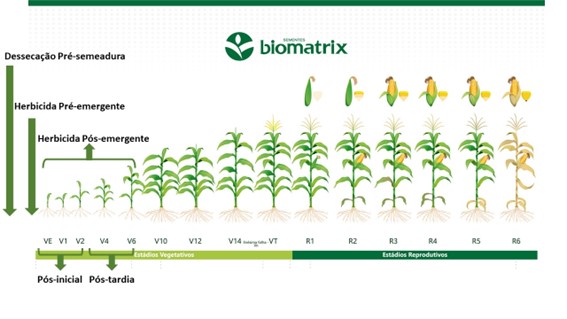 Ativum®  Fungicida para a soja, milho e trigo – Sinuelo Agrícola