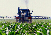 Herbicidas para milho: época de aplicação e principais produtos