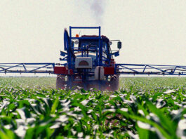 Manejo de plantas daninhas em sorgo: Dual Gold e outras ferramentas