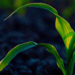 blog-capa-plantabilidade