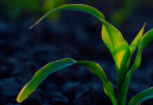 Plantabilidade: importância e como corrigir falhas