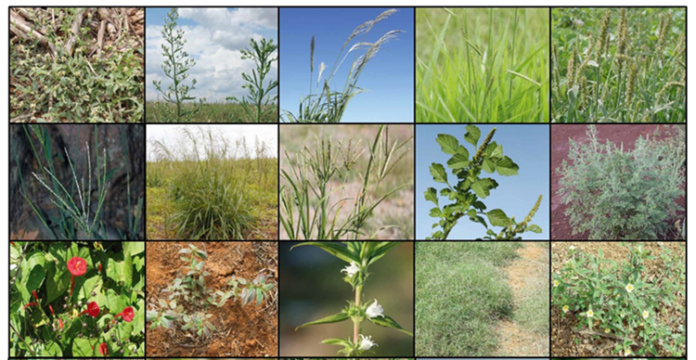 Principais Plantas Daninhas No Milho E Seu Manejo Biomatrix 0225