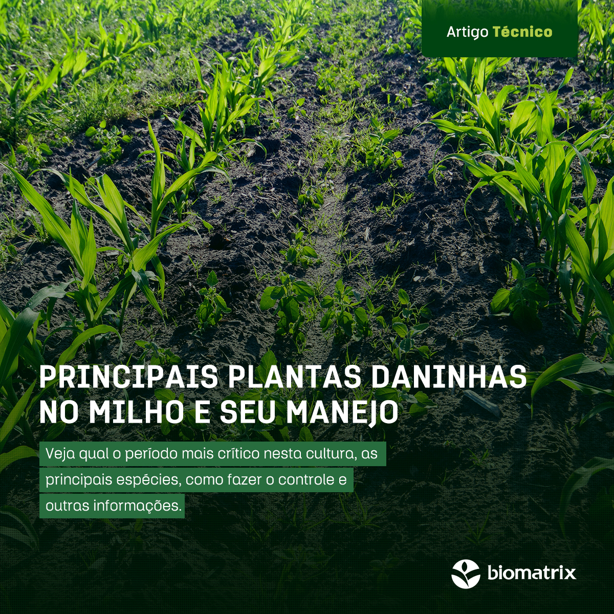 Principais Plantas Daninhas No Milho E Seu Manejo Biomatrix