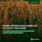 post_blog_sorgo