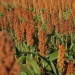 sorgo-capa-sugestão