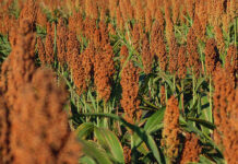 Sorgo: entenda mais sobre seu cultivo e vantagens