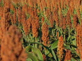 Manejo de plantas daninhas em sorgo: Dual Gold e outras ferramentas