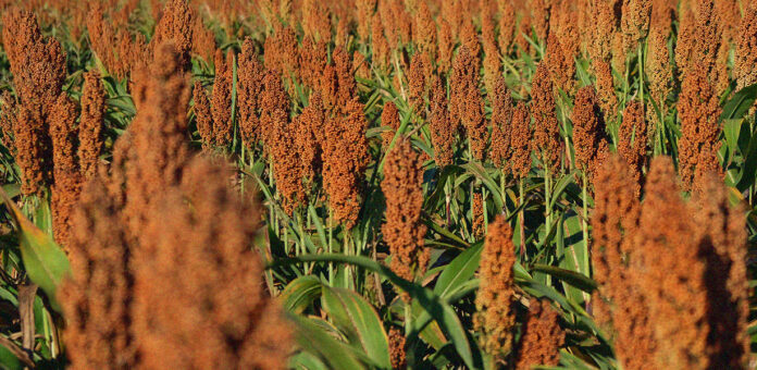 Sorgo: entenda mais sobre seu cultivo e vantagens