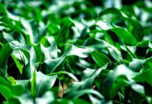 Fenologia do milho: entenda o ciclo e estádios da cultura