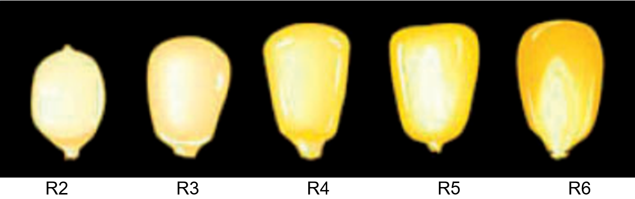 Fenologia do milho: entenda o ciclo e estádios da cultura - Biomatrix