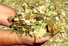 Uso de inoculantes na silagem: Devo ou não fazer?